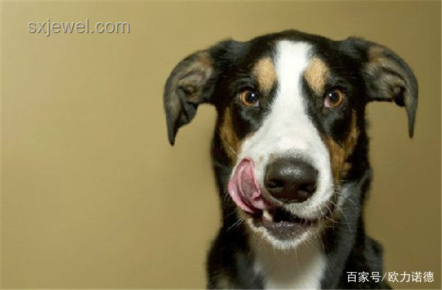标题：狗吃屎的启示：人生三大导师教会我的事🐾