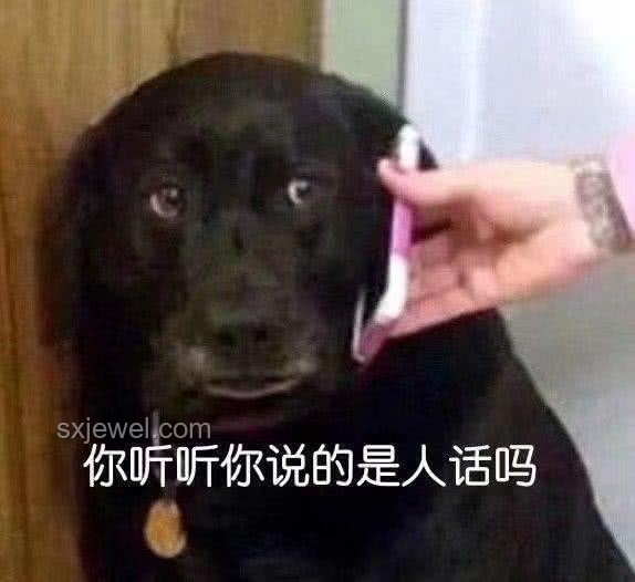 标题：狗吃屎的启示：人生三大导师教会我的事🐾